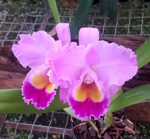 BLC. PASTORAL `INNOCENCE´ X C. HORACE MAXIMA ADULTA